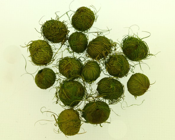 Açaí crespim (peludo) verde claro (sem furo) - 100 sementes